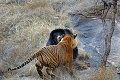 Zábery, z ktorých mrazí: Medvedica sa pobila s tigrami!