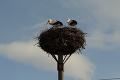 Slovenskí ornitológovia: Ľudia, rátajte hniezda bocianov!