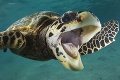 Lepšia ako svetové topmodelky: Takto pózuje morská korytnačka