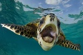 Lepšia ako svetové topmodelky: Takto pózuje morská korytnačka