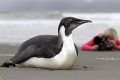Najosamelejší tučniak: Takmer sa otrávil pieskom, museli ho operovať!