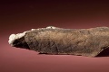 Na Floride objavili 13 000 rokov starú kosť s obrázkom mamuta!