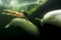 Ruská vedkyňa Natalia: S bieluhami plávala úplne nahá