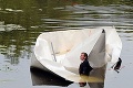Kuriózna plavba: Papierová loď sa potopila po pár metroch