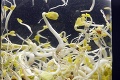 Smrtiaca nákaza: Baktériu objavili v brokolici, cesnaku a baraních rohoch