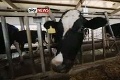 Prelom v genetike: Čínske kravy doja ľudské materské mlieko!