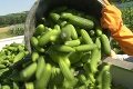 Žiadna podozrivá španielska zelenina sa zatiaľ na Slovensku nenašla