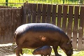 Bratislavská zoo oslavuje: Narodil sa im samček hrošíka libérijského