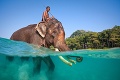 Posledný plávajúci slon: Rajan sa pomaly chystá do dôchodku