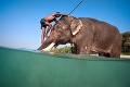 Posledný plávajúci slon: Rajan sa pomaly chystá do dôchodku