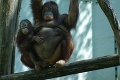 Miláčik zoo orangutan Kiran: Od mamy sa nehne ani na krok!