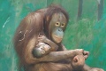 Miláčik zoo orangutan Kiran: Od mamy sa nehne ani na krok!