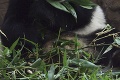 Najstaršia panda Ming Ming umrela: Prežila zaujímavý život
