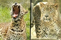 Prekliatie českých zoo: Leopard pri sexe zaškrtil svoju partnerku