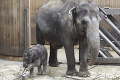 Česko smúti: Prvé sloníča, ktoré sa narodilo u nich, uhynulo!