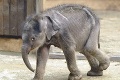 Česko smúti: Prvé sloníča, ktoré sa narodilo u nich, uhynulo!