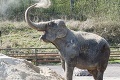 Obľúbený slon Beckham zomrel: Dobodali ho pytliaci