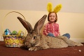 Na Veľkú noc sa pripravuje aj Darius: Najväčší králik na svete!