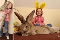 Na Veľkú noc sa pripravuje aj Darius: Najväčší králik na svete!