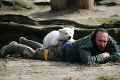 Knutovu smrť nakrútili návštevníci zoo: Medveď sa utopil!