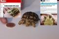 Svetová rarita: O dvojhlavej korytnačke zo Žiliny píše celý svet