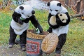 Čínska záchrana: Ako sa pandy veľké vracajú do prírody