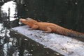 Na Floride žije nezvyčajný výtvor prírody: Oranžový aligátor