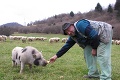 Pomocník baču na salaši Krajinka: Ovce stráži prasiatko Hugo