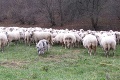 Pomocník baču na salaši Krajinka: Ovce stráži prasiatko Hugo