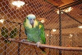 Ara Kejty na výstave exotických vtákov: Mláďa papagája meria až 90 cm