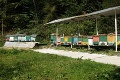 Zúfalí včelári z Gelnice: Med bude drahší, nemáme dosť ani pre seba!