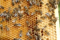 Včely na streche viedenskej opery vyrobili 30 kíl medu