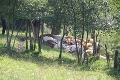 Blesk v Smilne udrel do stáda, usmrtil dvadsaťsedem kráv!