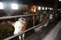 Blesk v Smilne udrel do stáda, usmrtil dvadsaťsedem kráv!