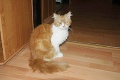 Kiki tromfla austrálsku mačku: Prežila hodinové pranie a žmýkanie!