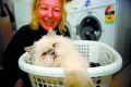 Tá má šťastie! Mačka prežila pranie v pračke aj so žmýkaním