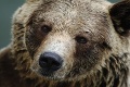 Medveďa z Lysej Poľany chcú odstreliť, napadol asi aj turistu