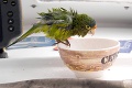 „Coolový“ papagáj Jacquille sa chladí v šálke čaju: To je kúpeľ!