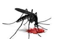 Originálni Japonci chcú spraviť z komárov lietajúce vakcíny