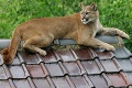 Puma z ekologického parku v Peru zabila sedemročného chlapca