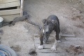 VIDEO - Farma pri Trnave: Robia tu tajne psie zápasy?