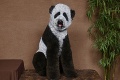 Majitelia psov dávajú miláčikom bizarné podoby: Bizón aj panda!