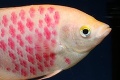 VIDEO - Módny trend v Číne: Tetované akvarijné rybky!