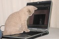 Zvrhlá mačka: Z internetu sťahovala porno!
