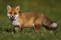 Pozor! Premnožené líšky roznášajú smrtiace parazity