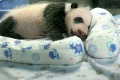 Takto spí bábätko pandy