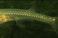 V Barme objavili nový druh: Rybku-drakulku!