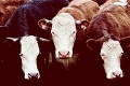 Jedinečná maštaľ v Oponiciach: Kravy v priamom prenose!