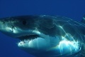 Perth: Kvôli žralokovi museli uzavrieť niekoľko pláží