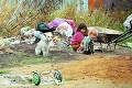 Hrozba epidémie na východe: Túlavé psy roznášajú choroby